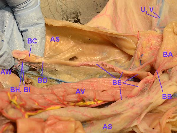 cat parts