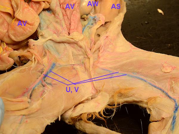 cat parts
