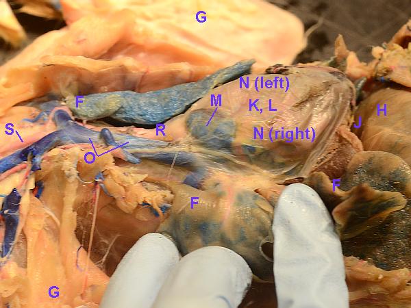 cat parts