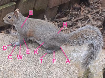 mammal