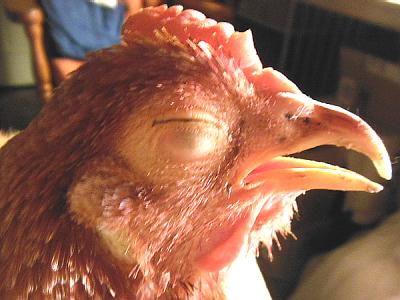 bird lower eyelid comes up