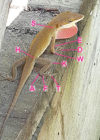 reptile