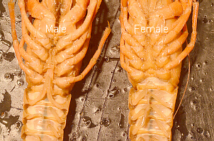 Labeled Male and Female