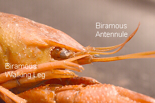 Labeled Biramous Walking Legs