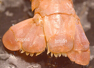 Labeled Telson and Uropods