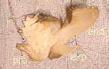 Labeled First Maxilla