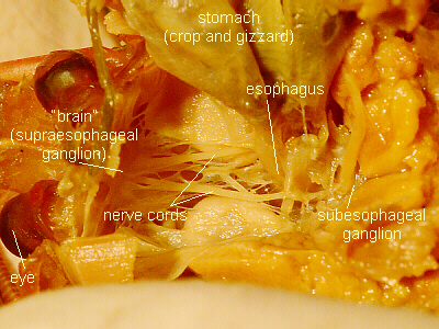 Labeled Nerve Cord and Esophagus