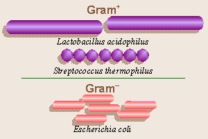 Gram + and - bacteria