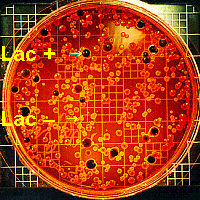 Lac + and - bacteria