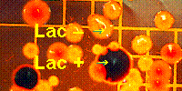 Lac + and - bacteria