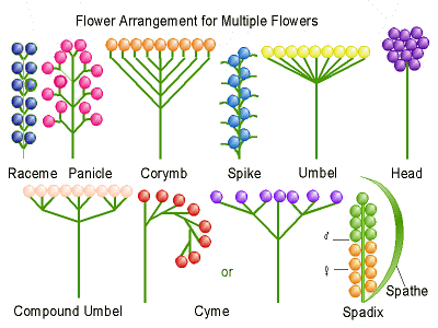 Picture of Flower Arrangements