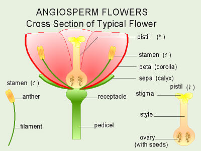 Flower Cross Section