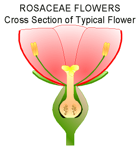 Rosaceae Flower