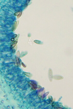 Polyporus spores