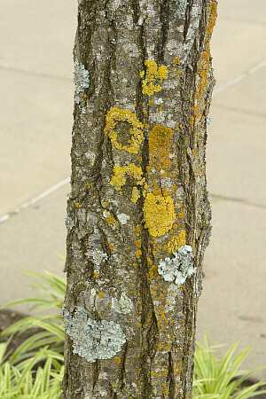 lichens on tree