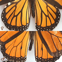 male and female Monarch wings