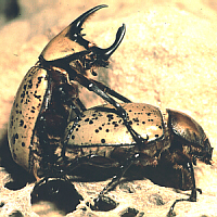 beetles mating