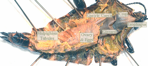 grasshopper testis dissection