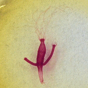 Hydra with buds