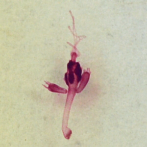 Hydra with spermaries