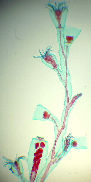 colonial, polyp form