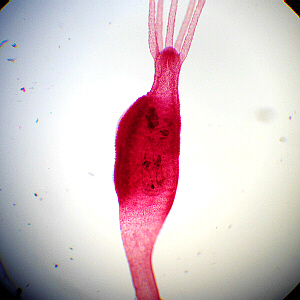 Hydra with ovaries