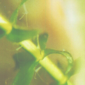live Hydras
