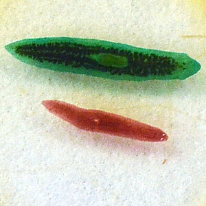 Planaria