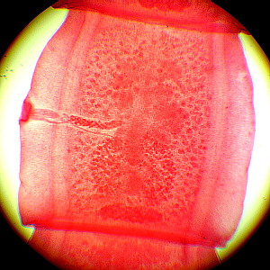 mature segment showing internal organs