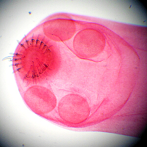 close-up of scolex