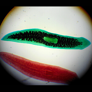 Planarian