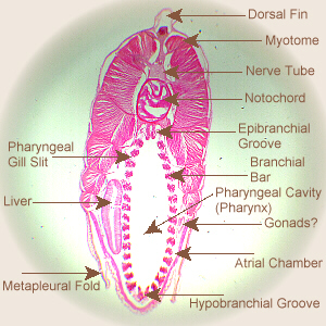 Invertebrate Phyla