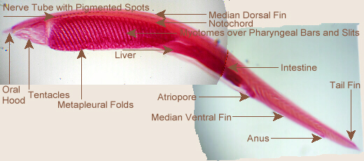 phylum chordata labeled diagram