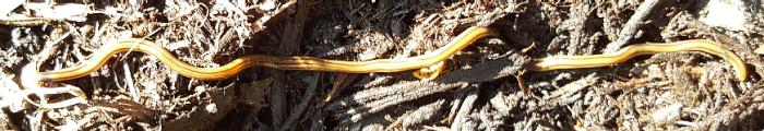 Land Planarian  2016 by Eric Stein