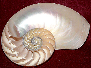 cut-open Nautilus shell