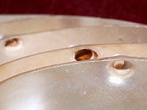 holes between chambers of Nautilus shell