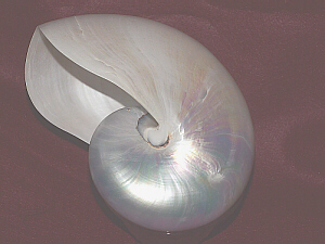 whole Nautilus shell