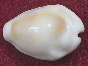 cowrie, top
