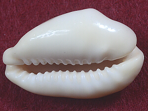 cowrie, bottom