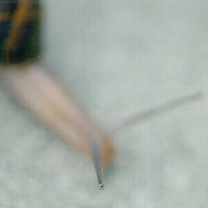 snail eye