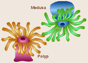 Polyp vs Medusa