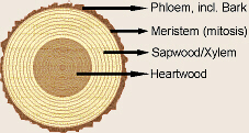 Maple Cross Section