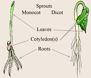 Monocot and Dicot Sprouts