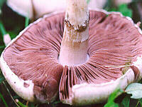 Upside-down Mushroom