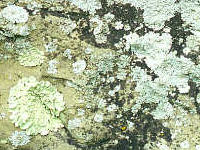 Lichens on Tombstone