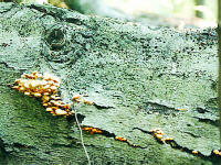 Saprophytic Mushrooms in Beech Log