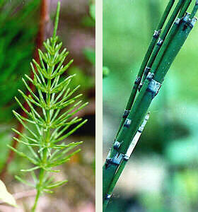 Field Horsetail and Scouring Rush