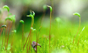 Moss with Sporophytes