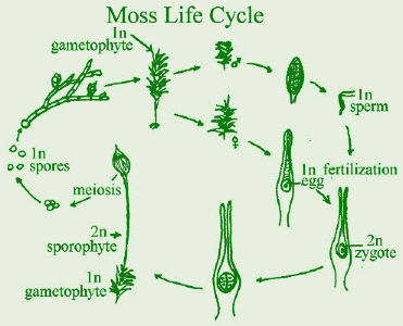 club mosses life cycle