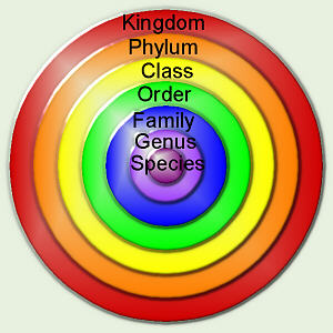 classification scheme